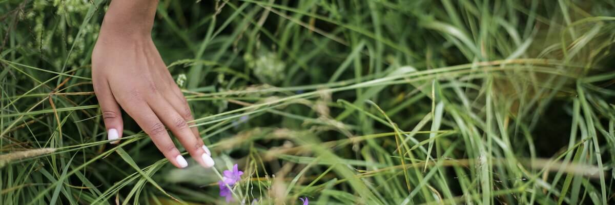 Grasses of North Sydney | Envirotivity