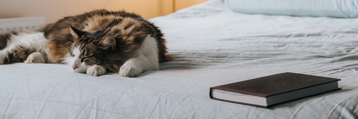 Read with Cats | School Holidays | Envirotivity